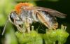 Andrena haemorrhoa